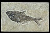 5.8" Fossil Fish (Diplomystus) - Green River Formation - #129596-1